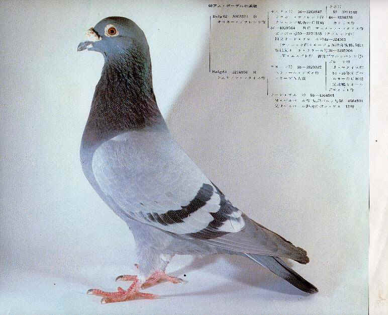 鳩◎ 71Iw6bRqQ0L._UF350,350_QL80_.jpg