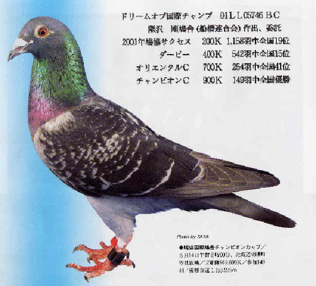 灰色のハト 銘鳩