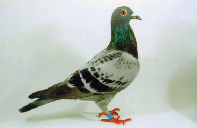 灰色のハト 銘鳩