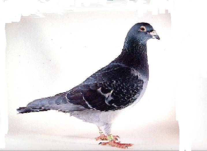 灰色のハト 銘鳩