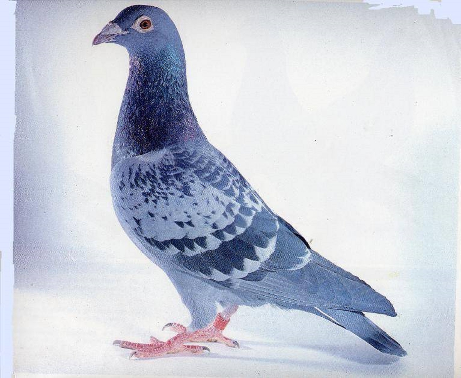 灰色のハト 鳩-Heart Hat （灰二引） | 魔界ノ風鷹