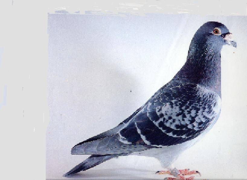 灰色のハト 銘鳩